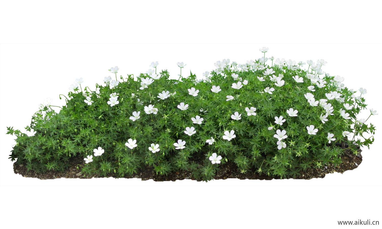 PSD免抠花坛地坡花卉植物风露草