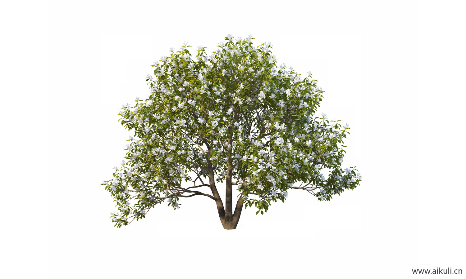 bonsai10乔木植物大树PNG免扣