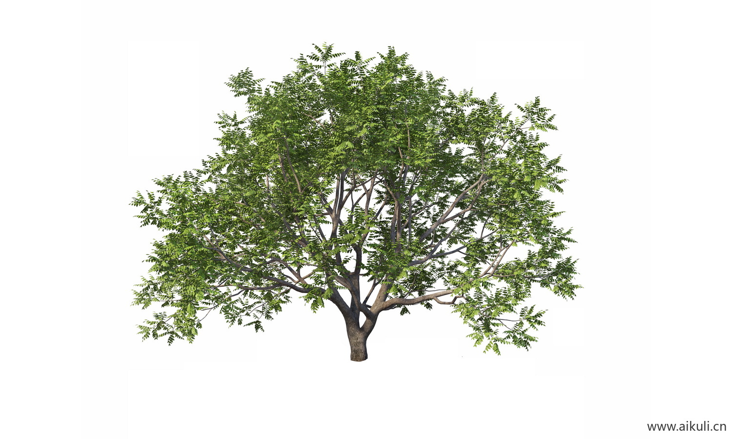 bonsai12乔木植物大树PNG免扣