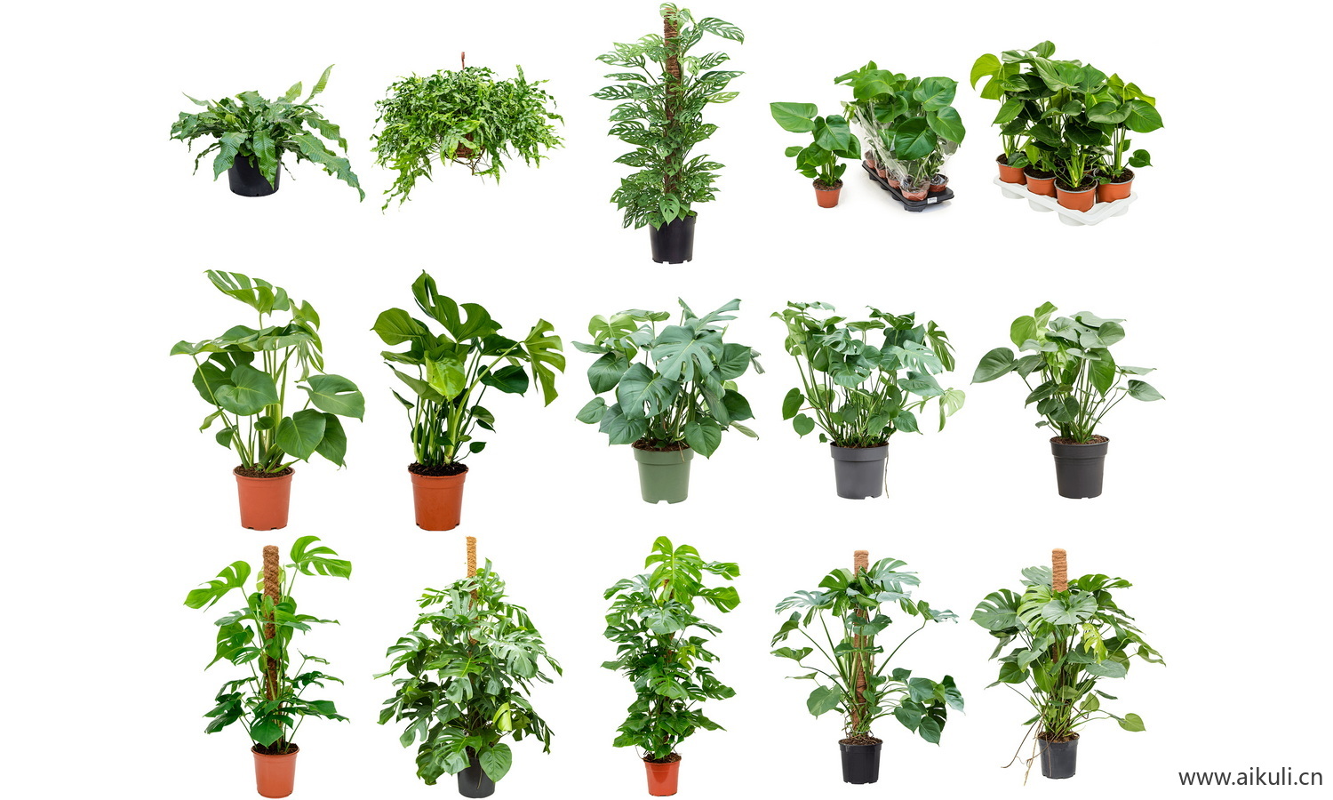 室内盆栽绿植花盆植物组合客厅摆件免抠ps素材