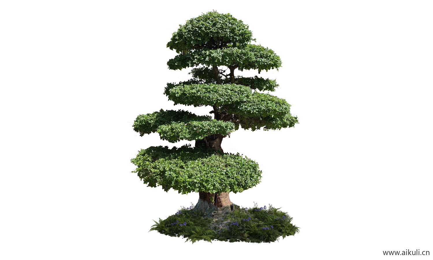 造型对节白蜡3