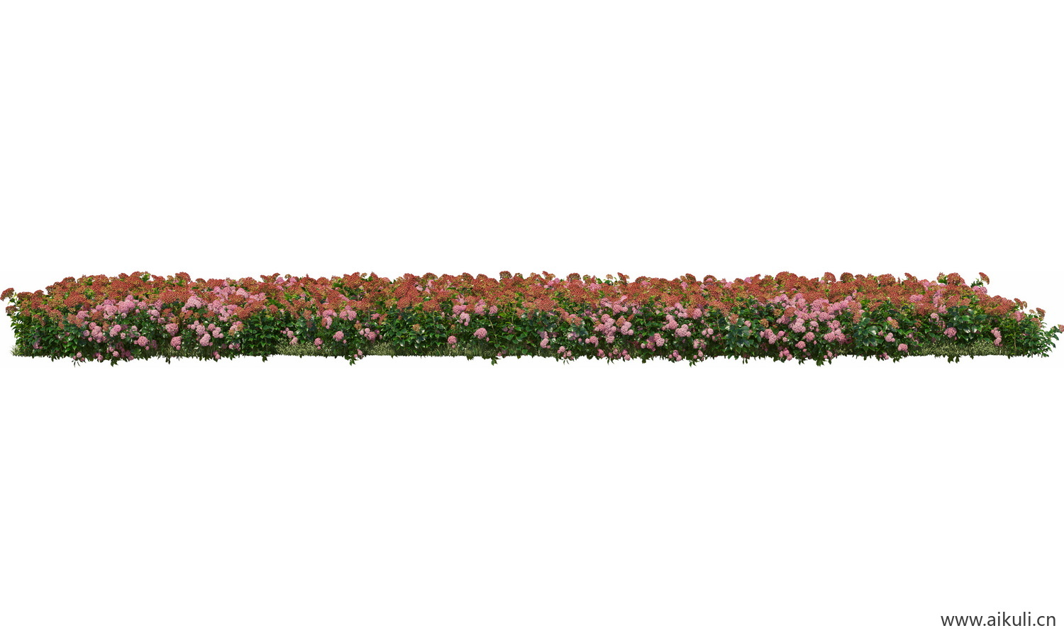 一字条形形花池魔纹花坛绿篱花境镜植物花卉png免抠_21