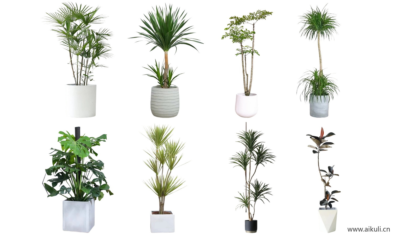室内盆栽绿植摆件_植物_室内盆栽_盆栽PSD免抠