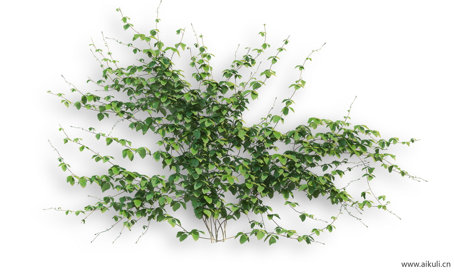 藤蔓植物PSD分层