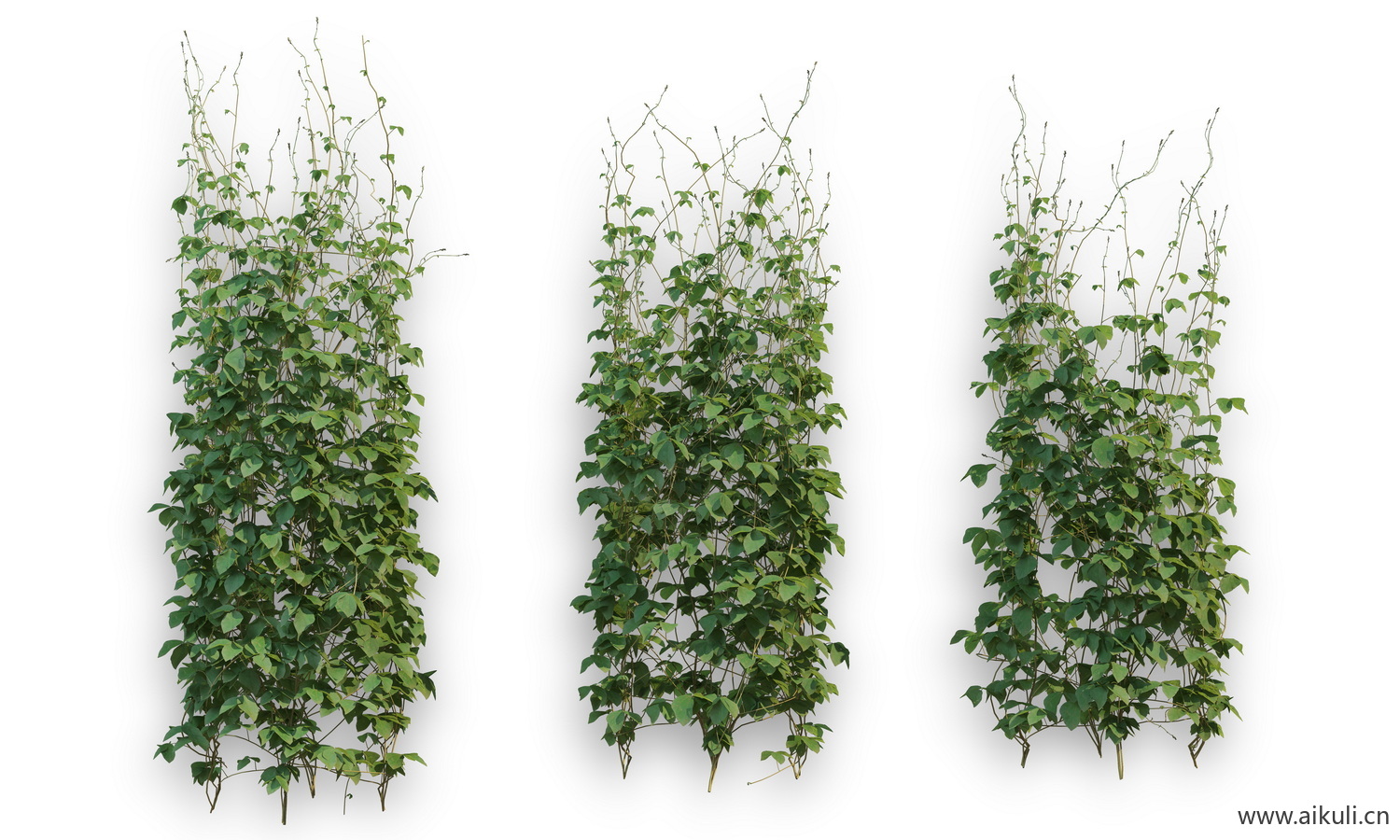 藤蔓爬藤植物藤蔓PSD分层
