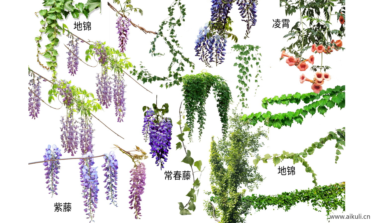 藤蔓爬藤植物攀援垂钓月季紫藤免抠PS
