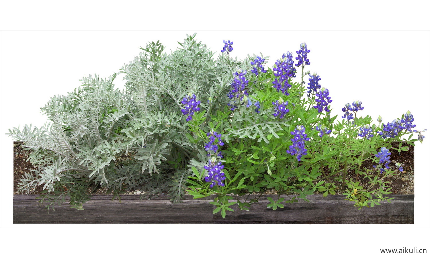 PSD免抠花坛地坡花卉植物白妙菊＆多叶羽扇