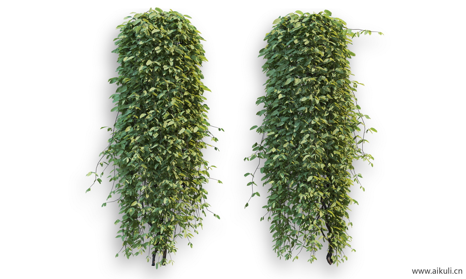 藤蔓植物V-PSD分层
