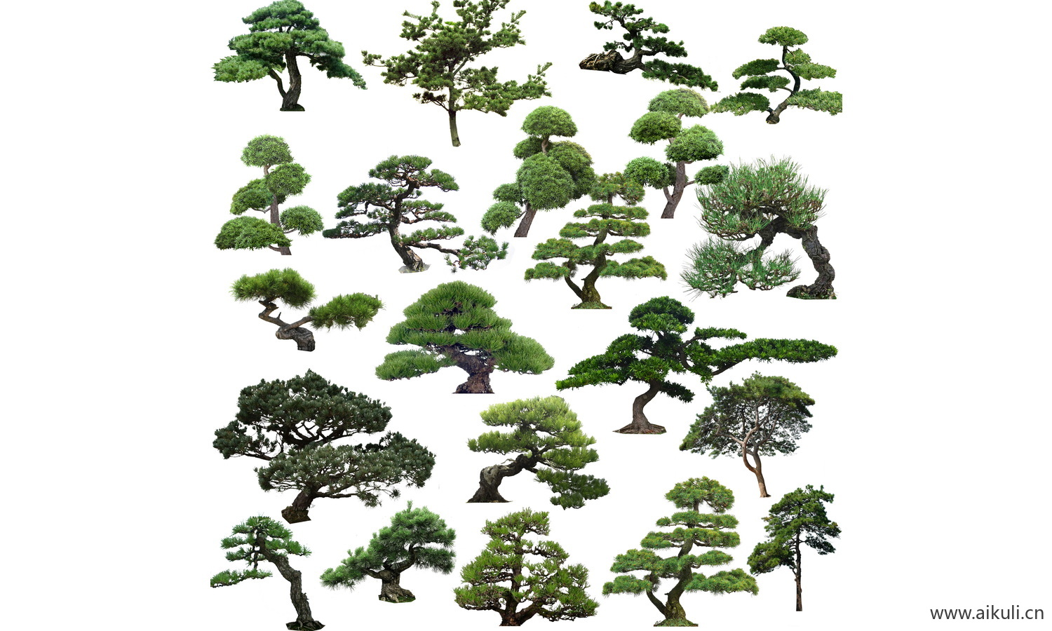 造型松