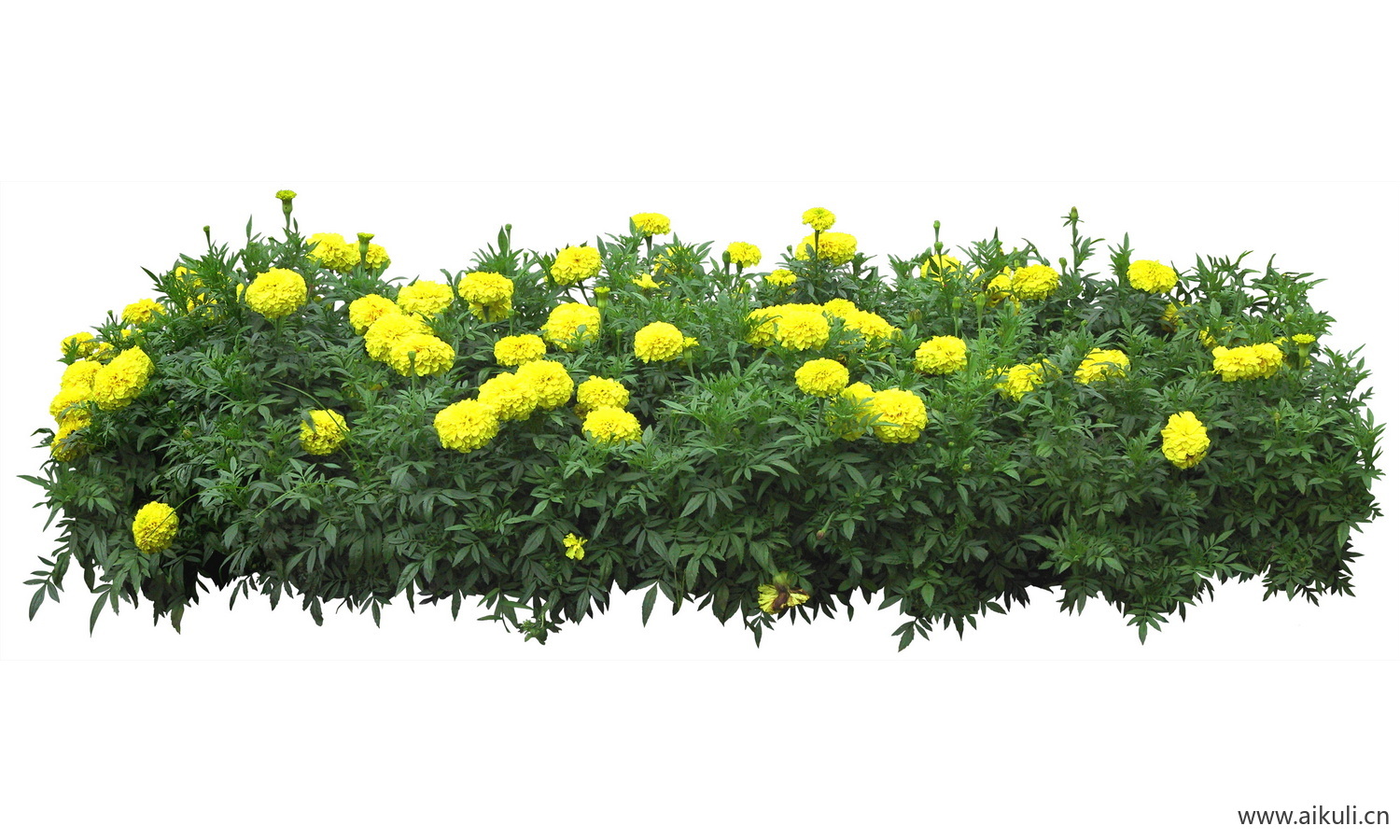 万寿菊PSD免抠花坛地坡花卉植物