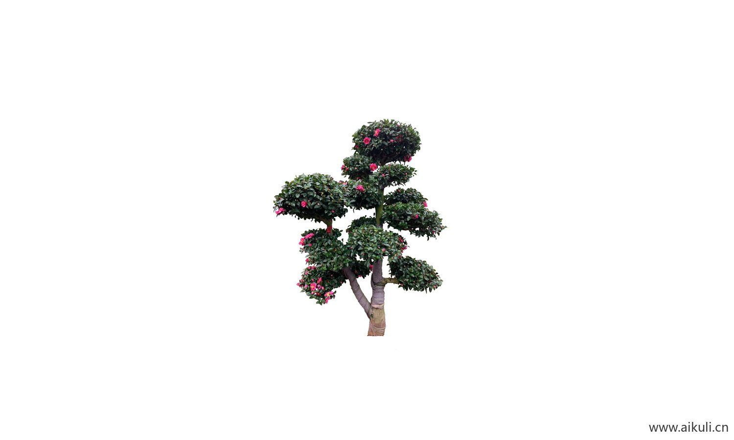 茶梅花乔孤植特型植物免抠