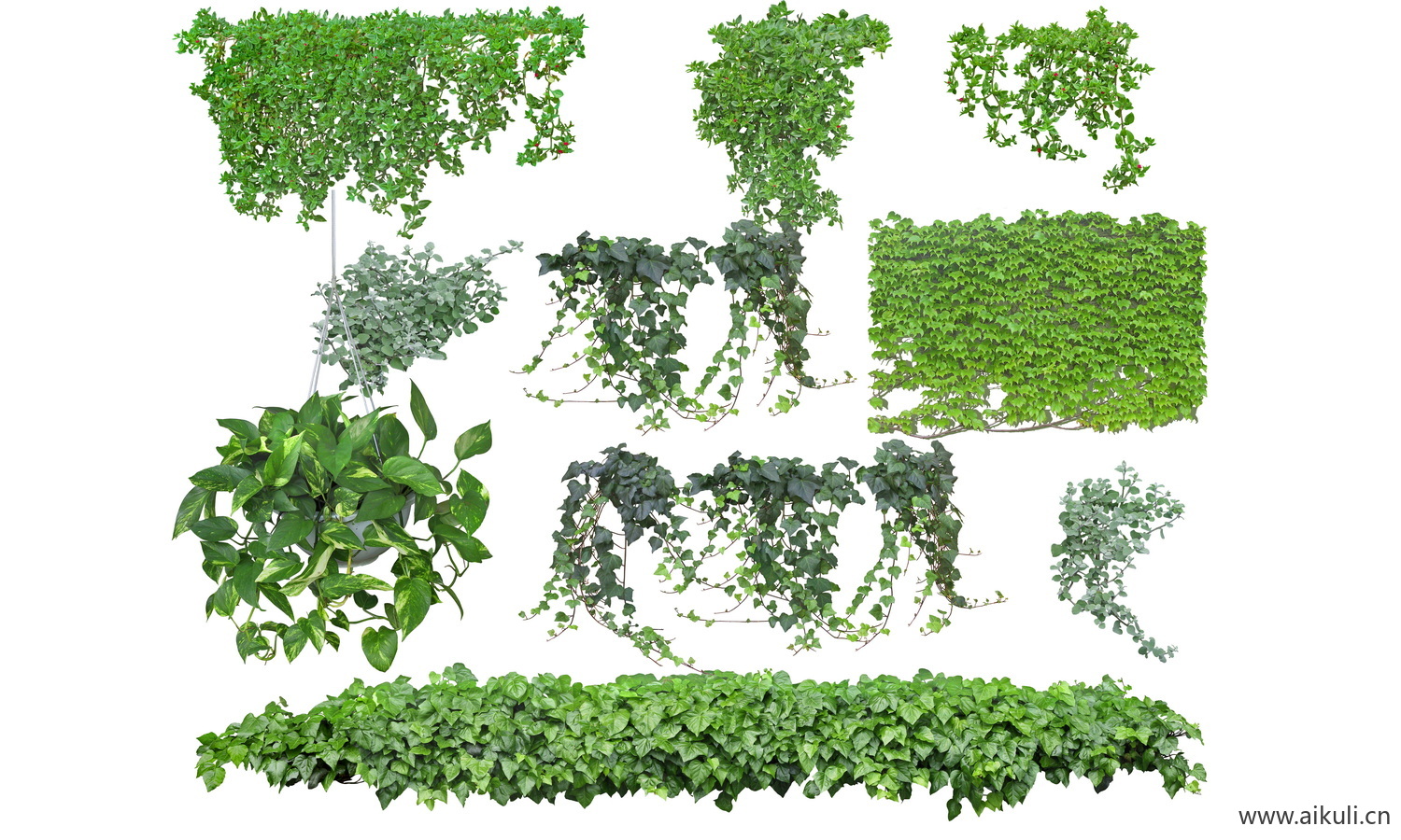 藤蔓爬藤植物爬墙攀援围墙藤本免抠PS