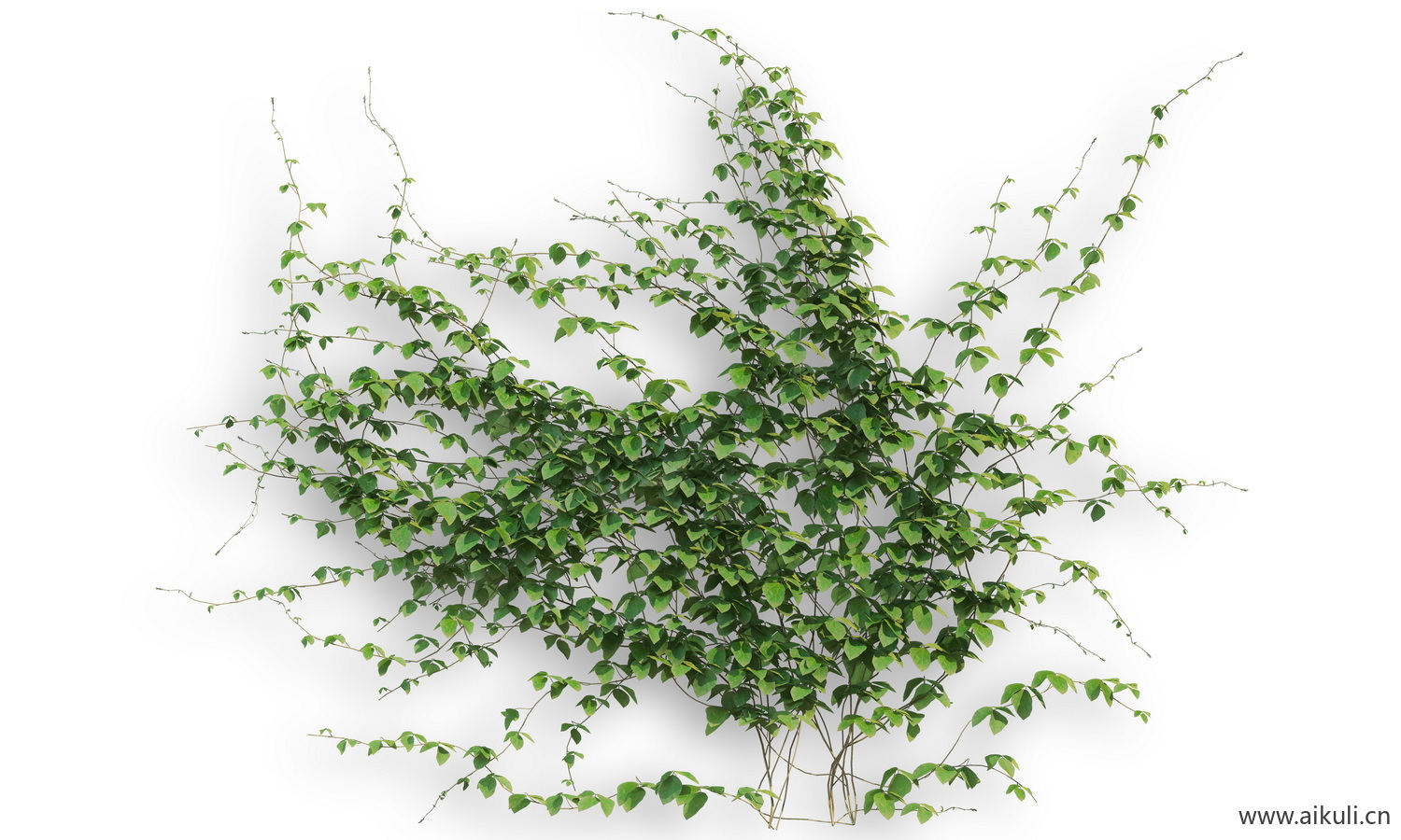 藤蔓植物-PSD分层