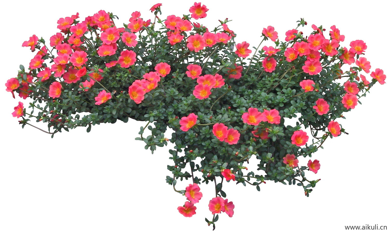 PSD免抠花坛地坡花卉植物-马齿苋