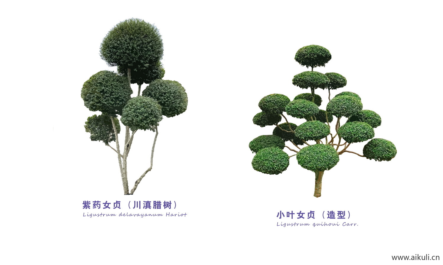 现代 中式造型树PS