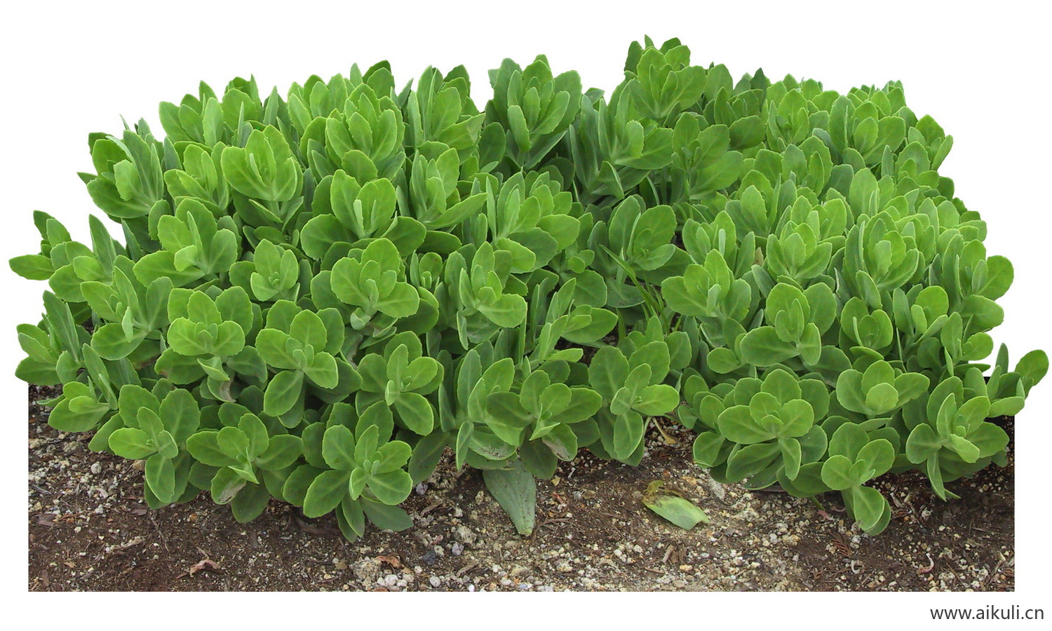 PSD免抠花坛地坡花卉植物大弁庆草