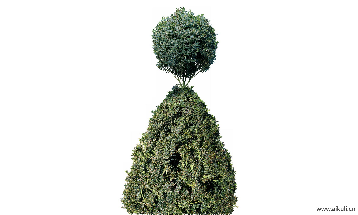 草丛花卉鲜花PNG植物