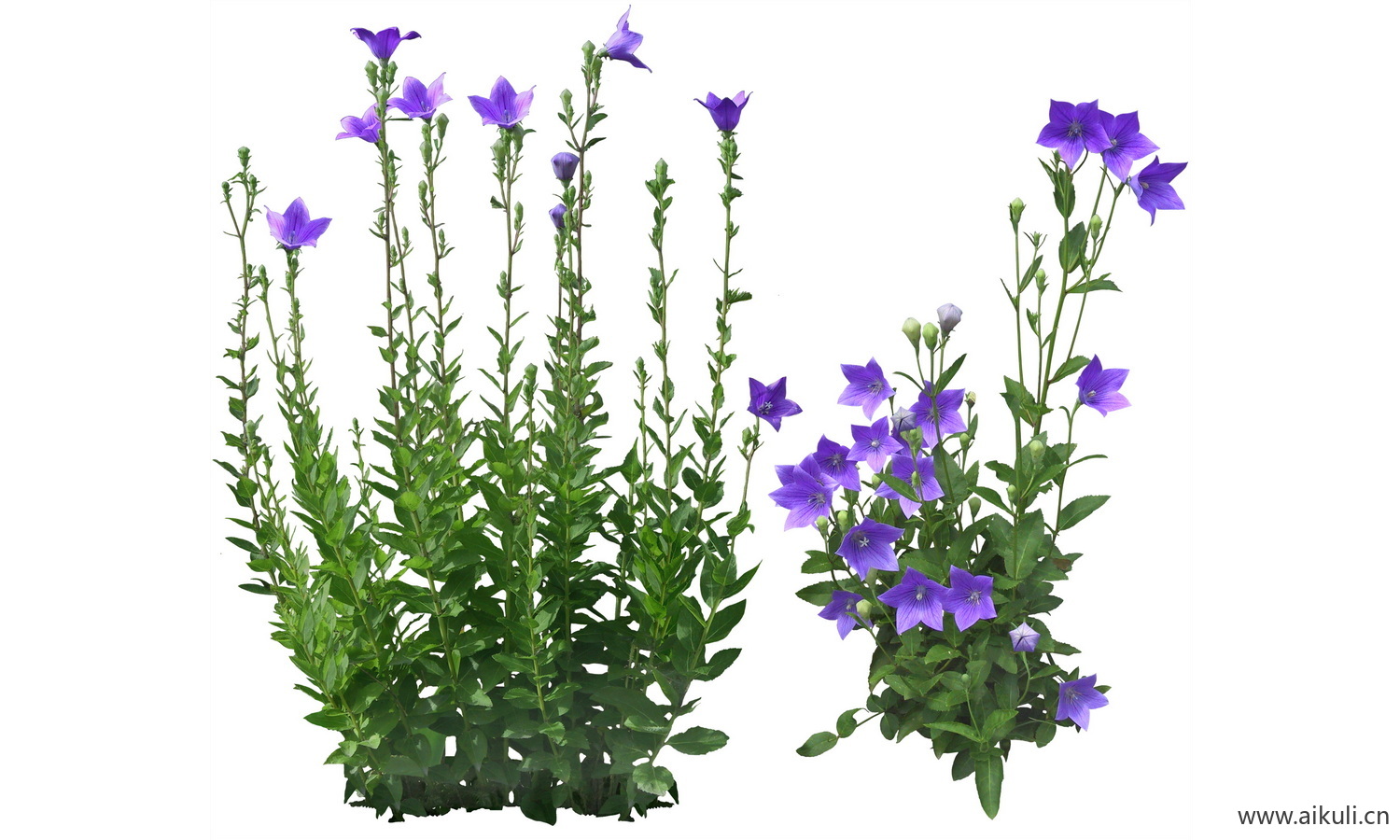 PSD免抠花坛地坡花卉植物桔梗