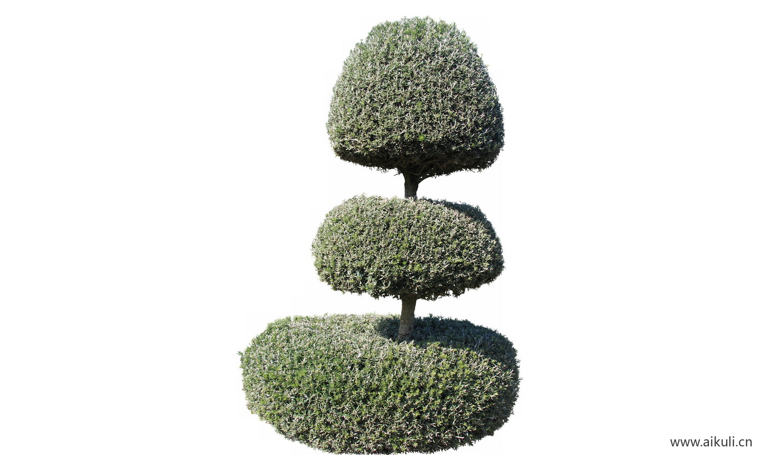 草丛花卉鲜花J树木PNG植物