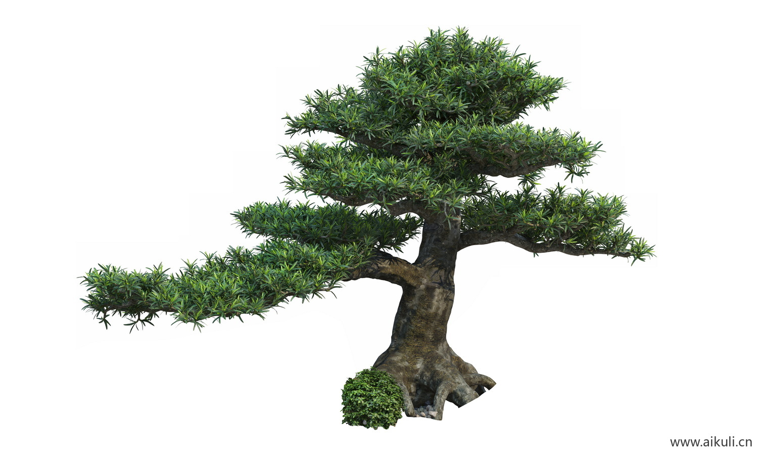 bonsai2乔木植物大树PNG免扣