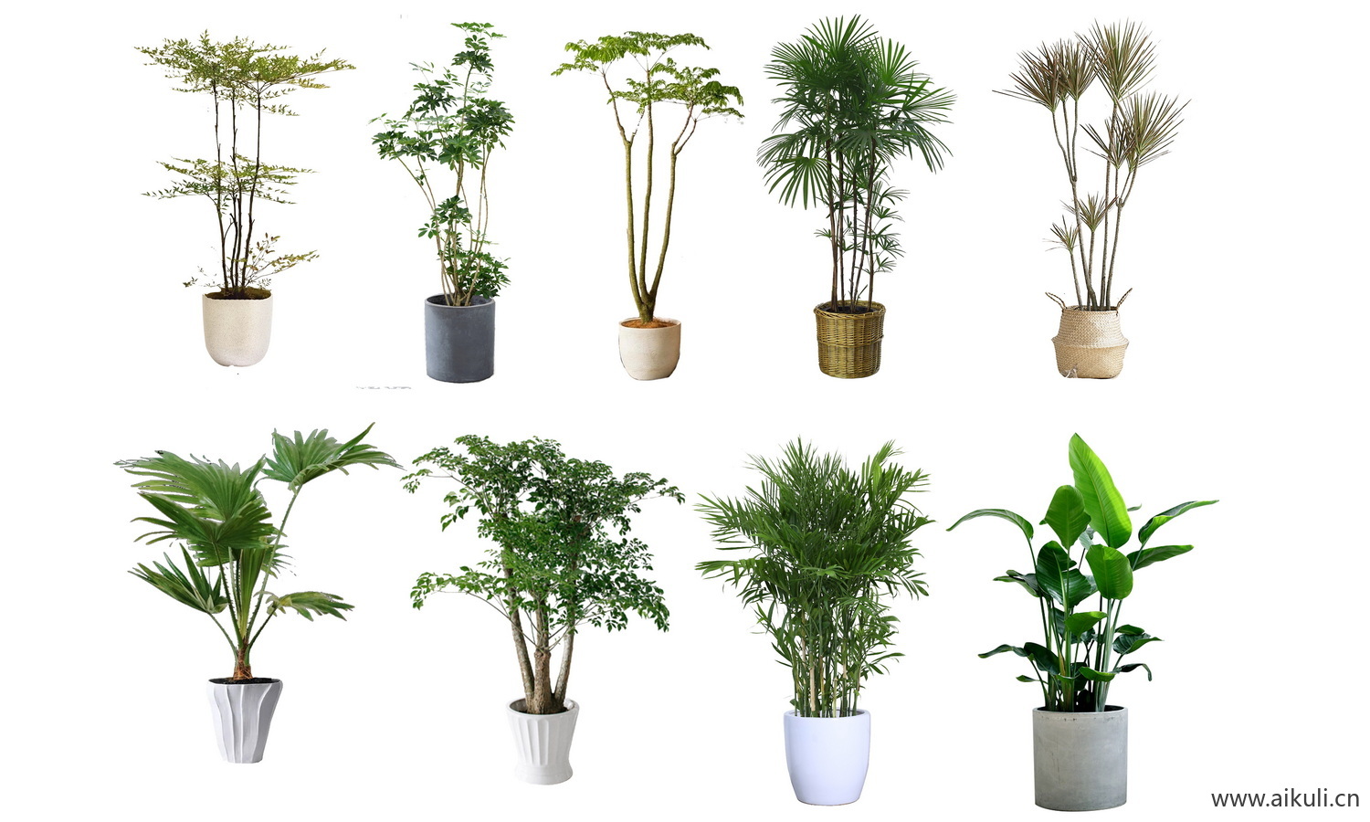 现代室内盆栽绿植摆件_植物_盆栽PS免抠