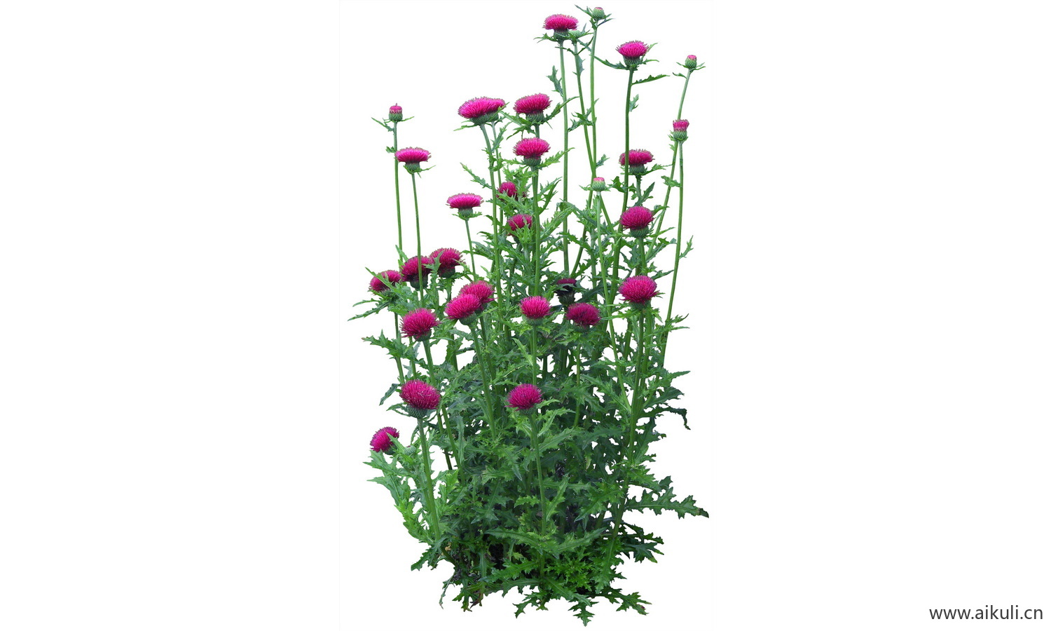 PSD免抠花坛地坡花卉植物蓟