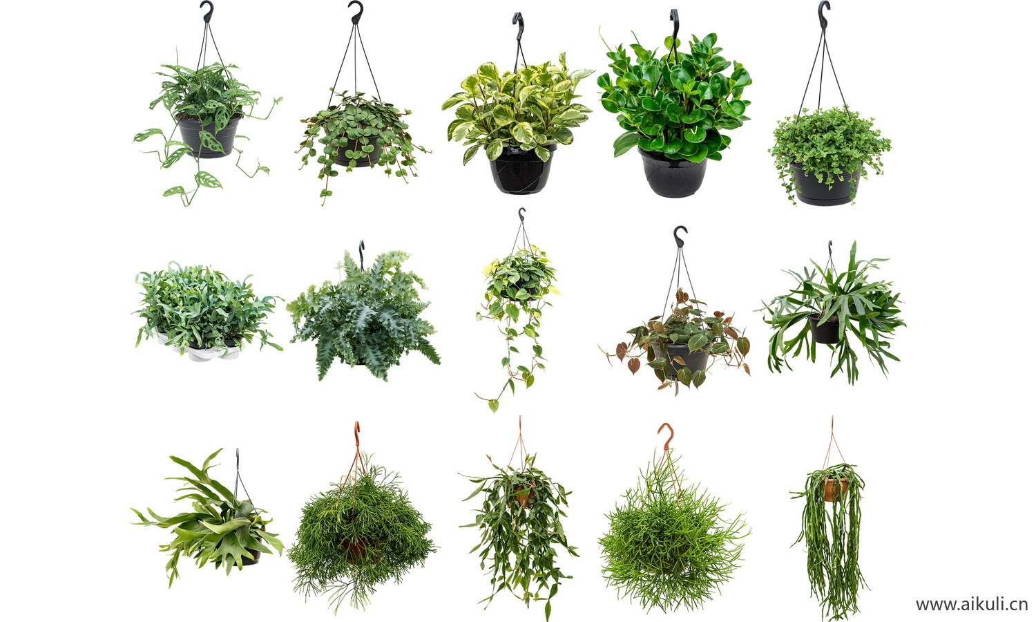 室内盆栽绿植花盆植物吊盘摆件免抠ps素材