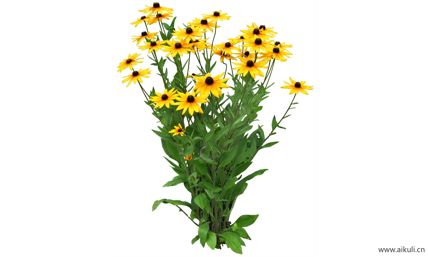 PSD免抠花坛地坡花卉植物金光菊