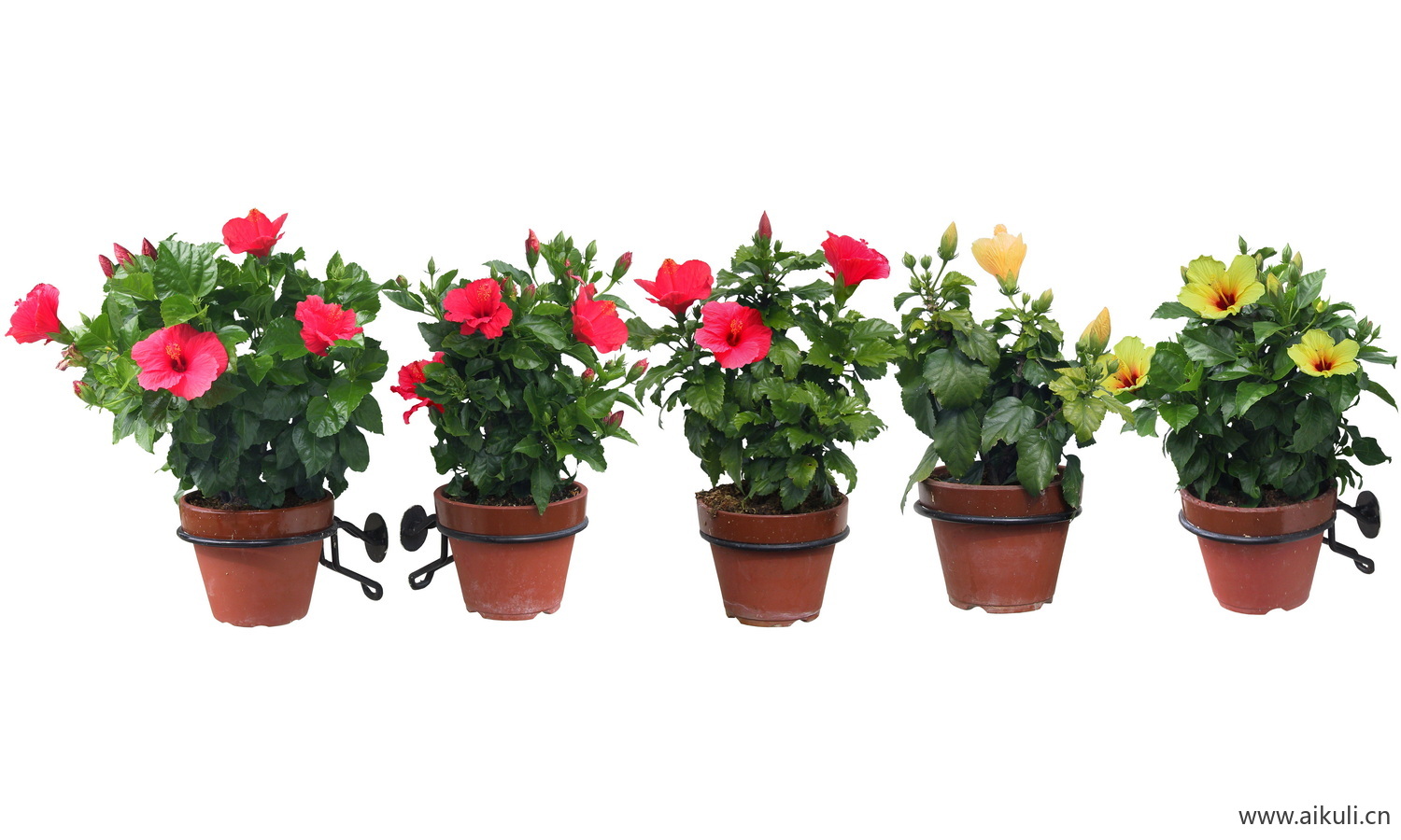 PSD免抠花坛地坡花卉植物扶桑(朱槿)