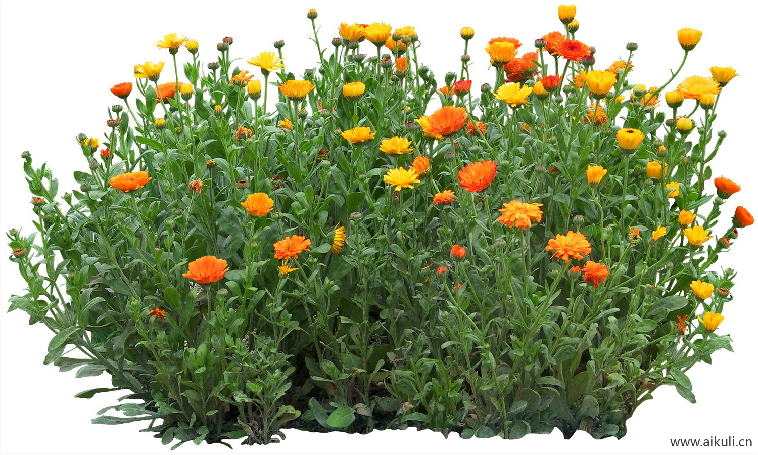 PSD免抠花坛地坡花卉植物金盏花