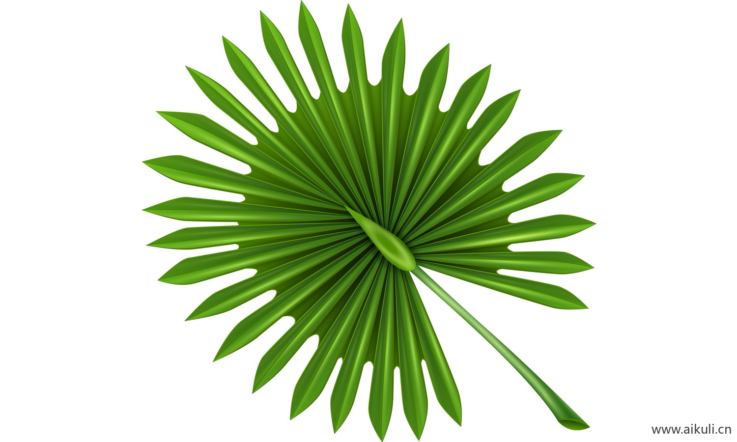 植物树叶子卡通线稿图形图案H-png免抠图片