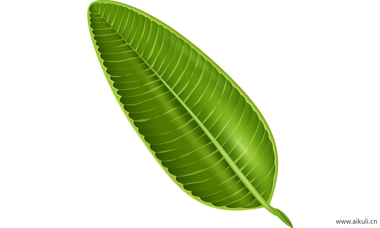 植物树叶子卡通线稿图形图案C-png免抠图片