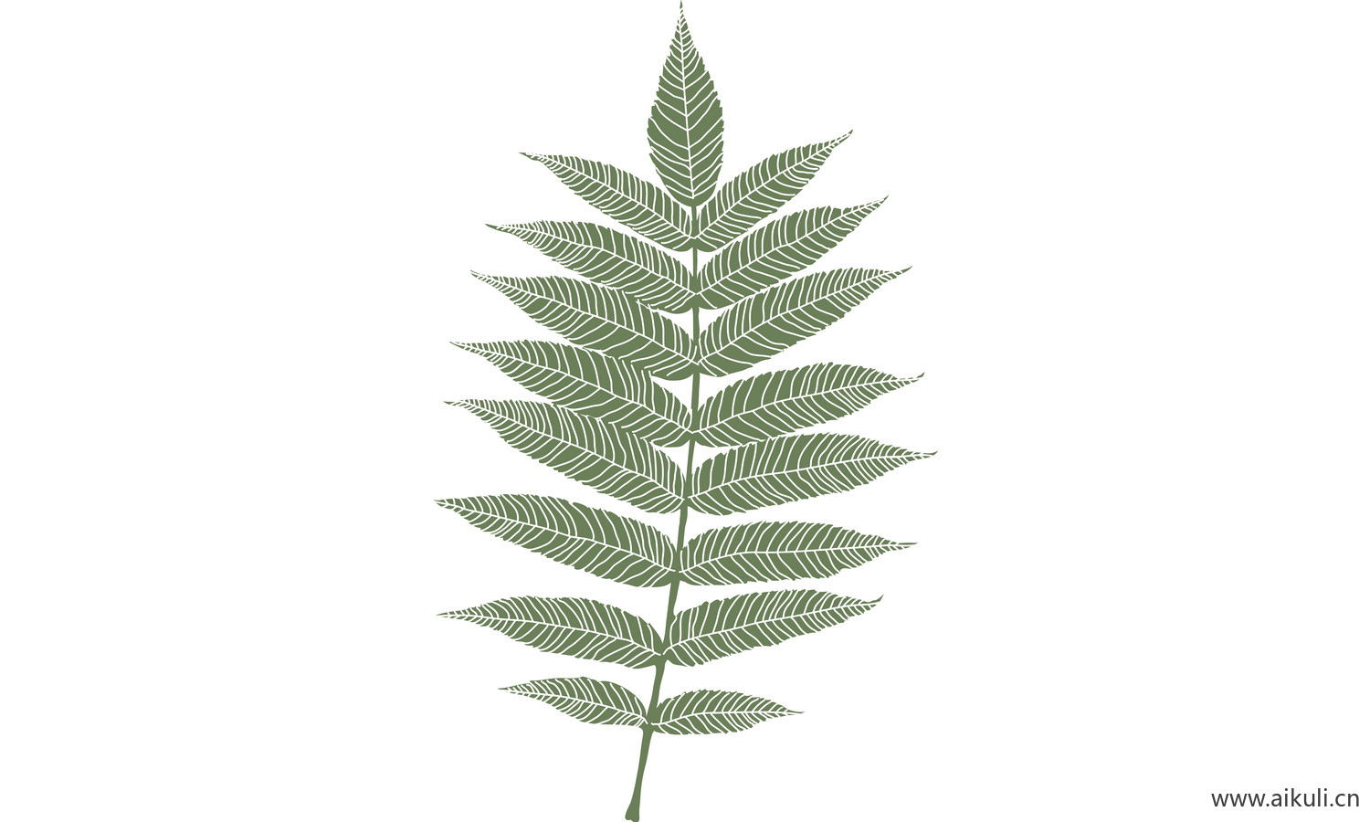 植物树叶子卡通线稿图形图案BB-png免抠图片