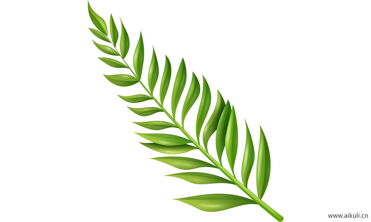 植物树叶子卡通线稿图形图案B-png免抠图片