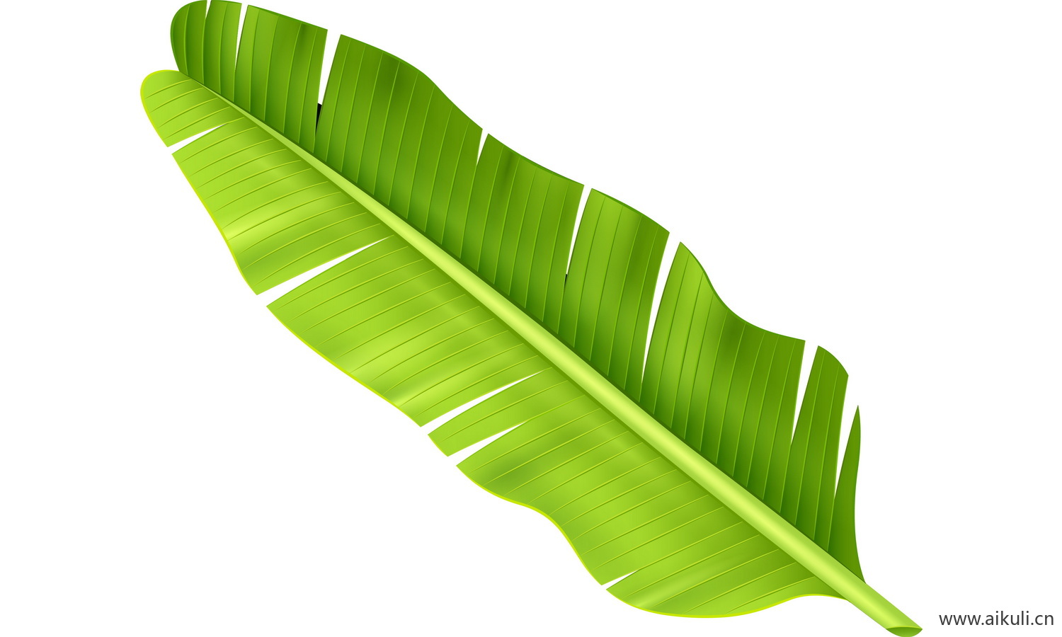 植物树叶子卡通线稿图形图案F-png免抠图片