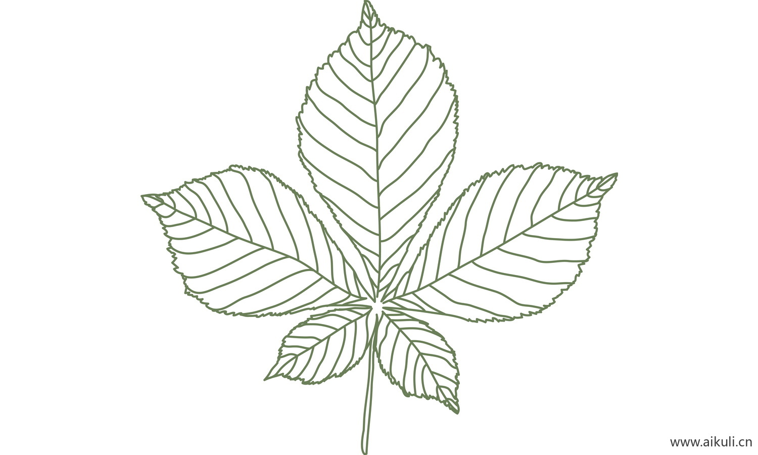 植物树叶子卡通线稿图形图案R-png免抠图片