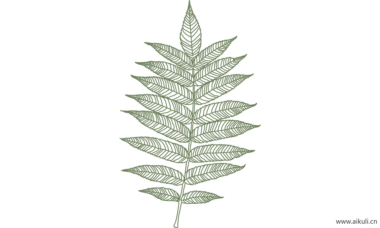 植物树叶子卡通线稿图形图案BA-png免抠图片