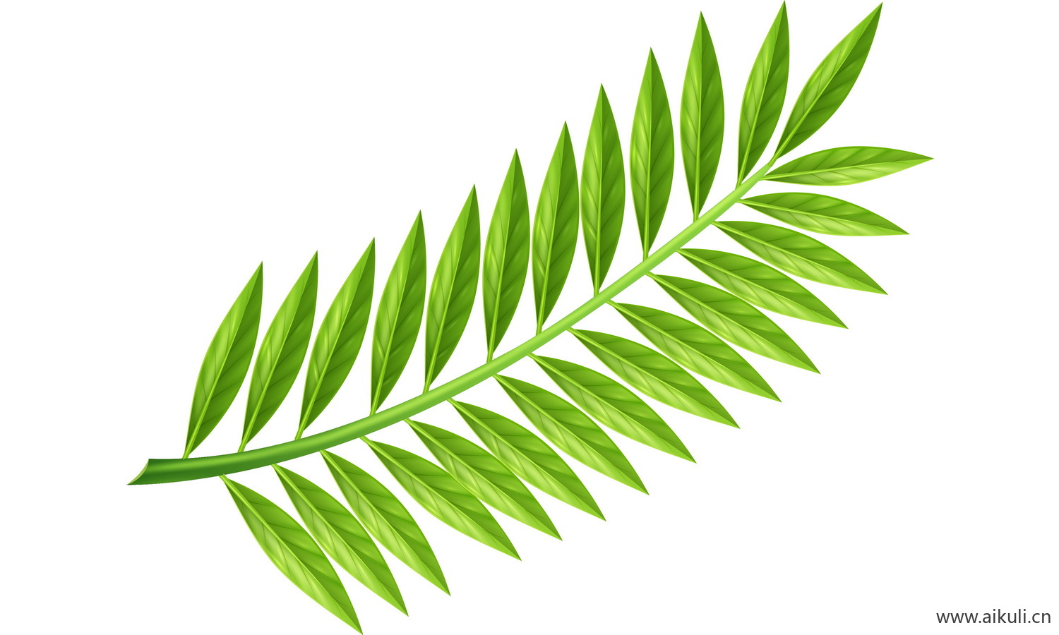 植物树叶子卡通线稿图形图案D-png免抠图片