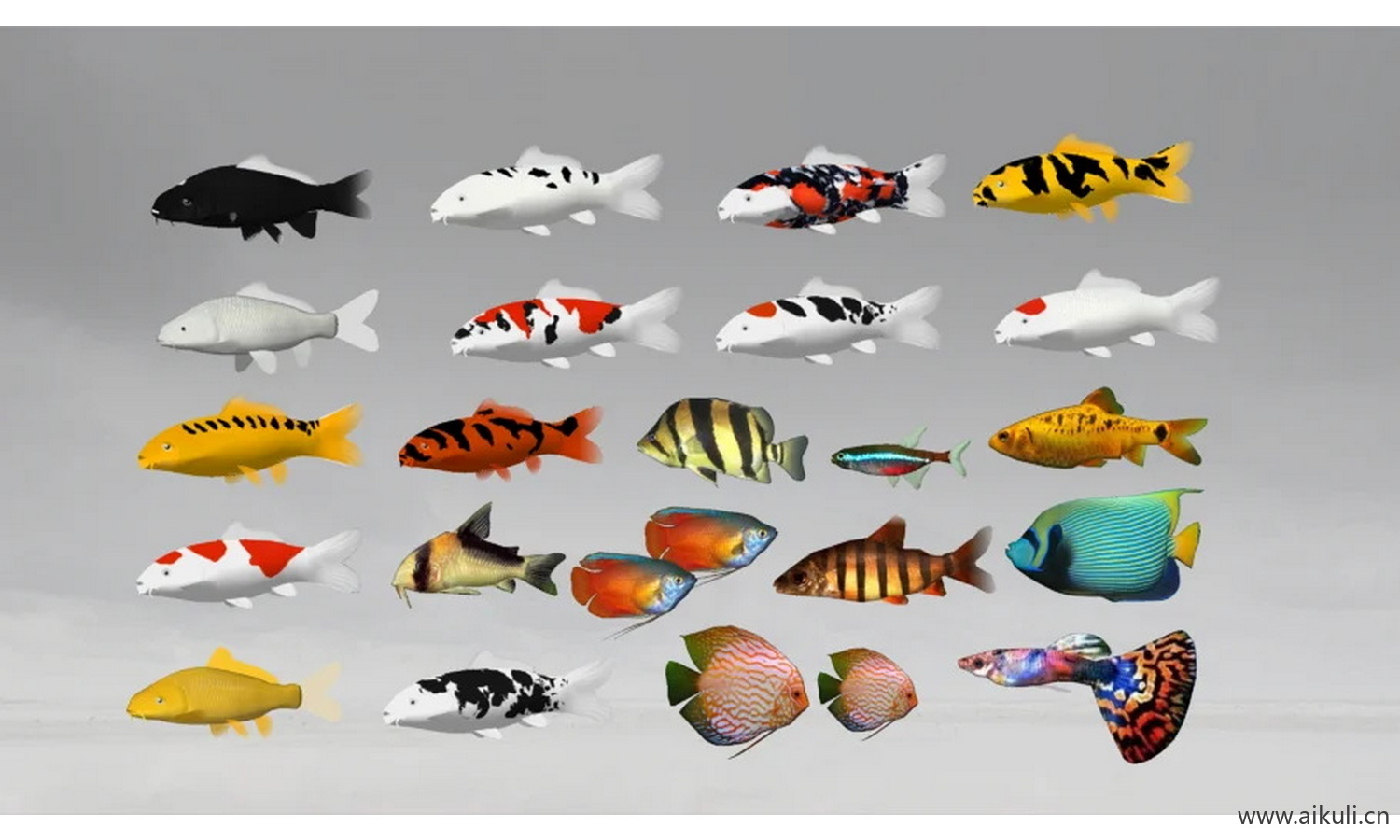 fish 观赏鱼金鱼热带鱼海鱼