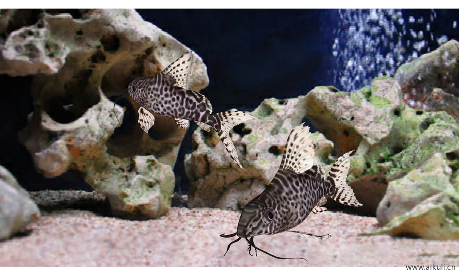 倒猫鱼水生物