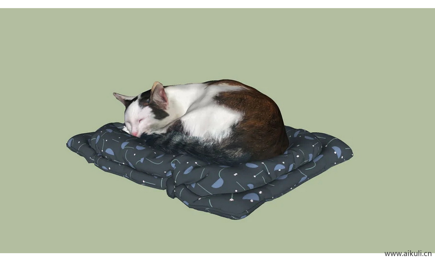 加托猫动物