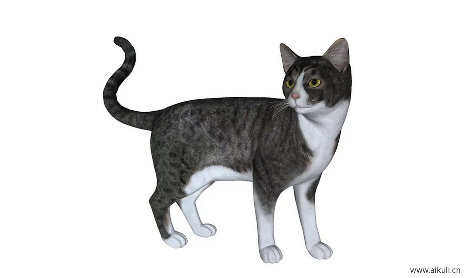 动物哺乳动物猫