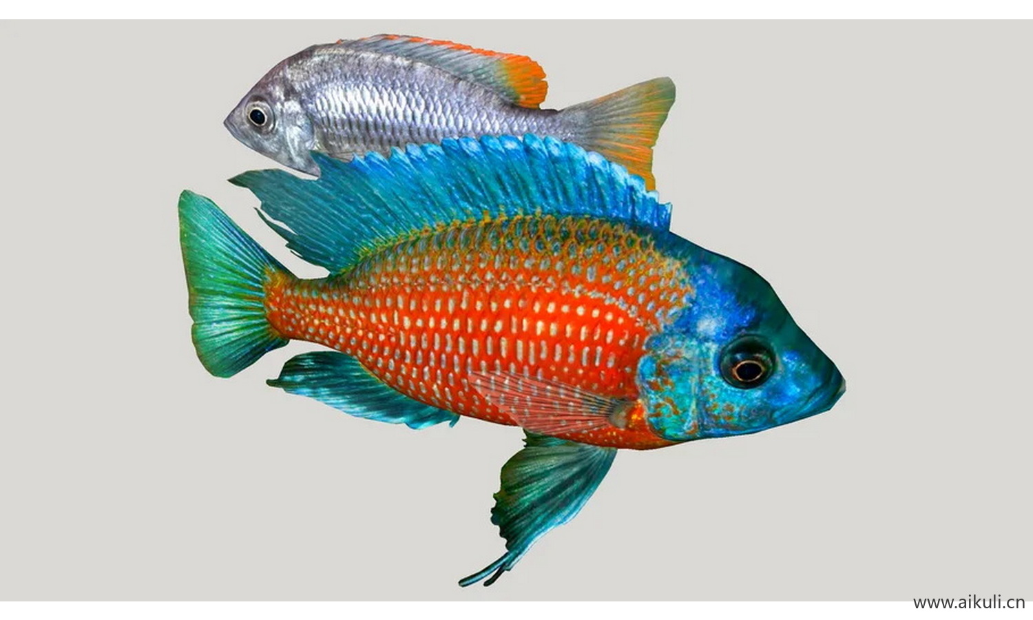 动物鱼拉维湖鱼