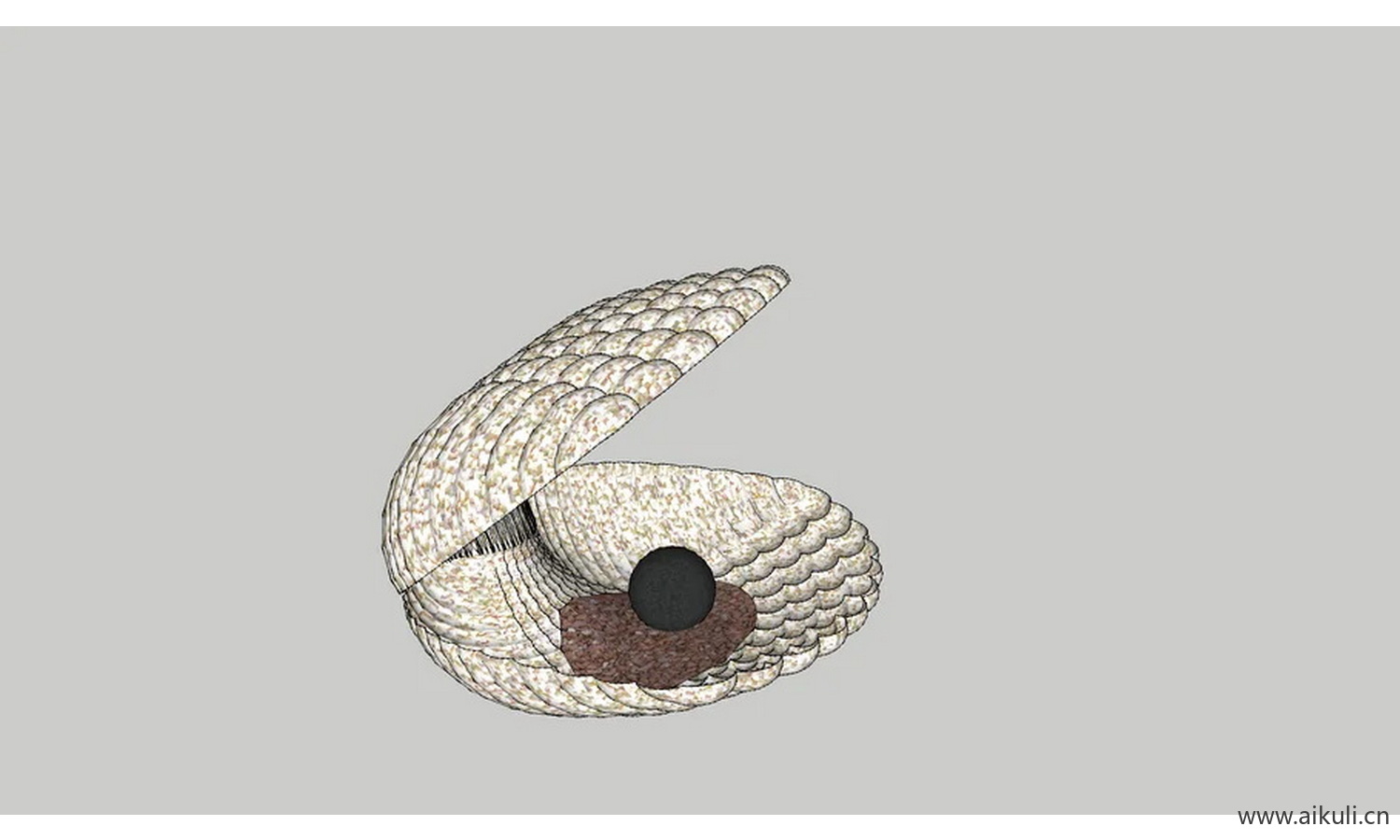 3D黑色珍珠Schell