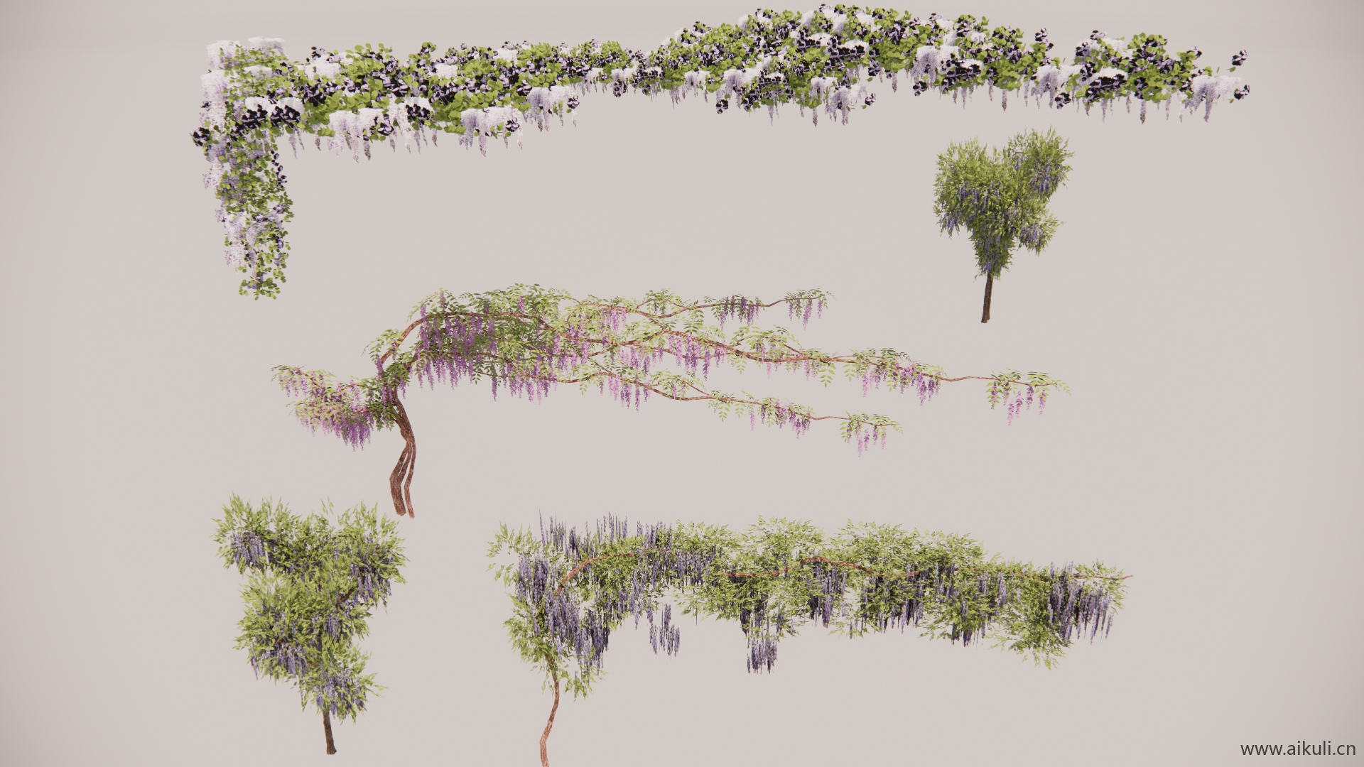 紫藤植物