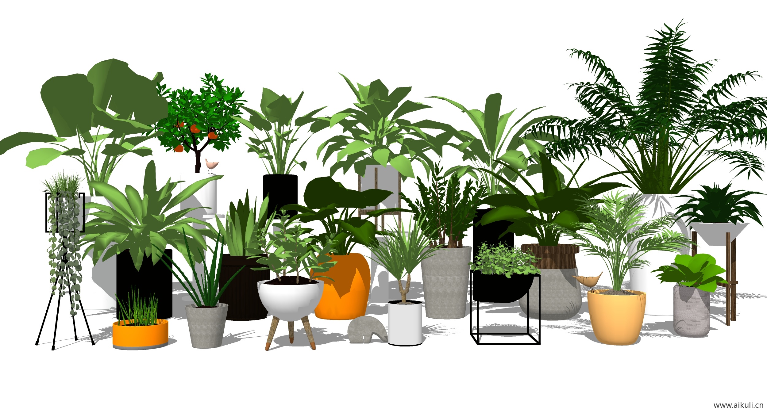 植物 (1)
