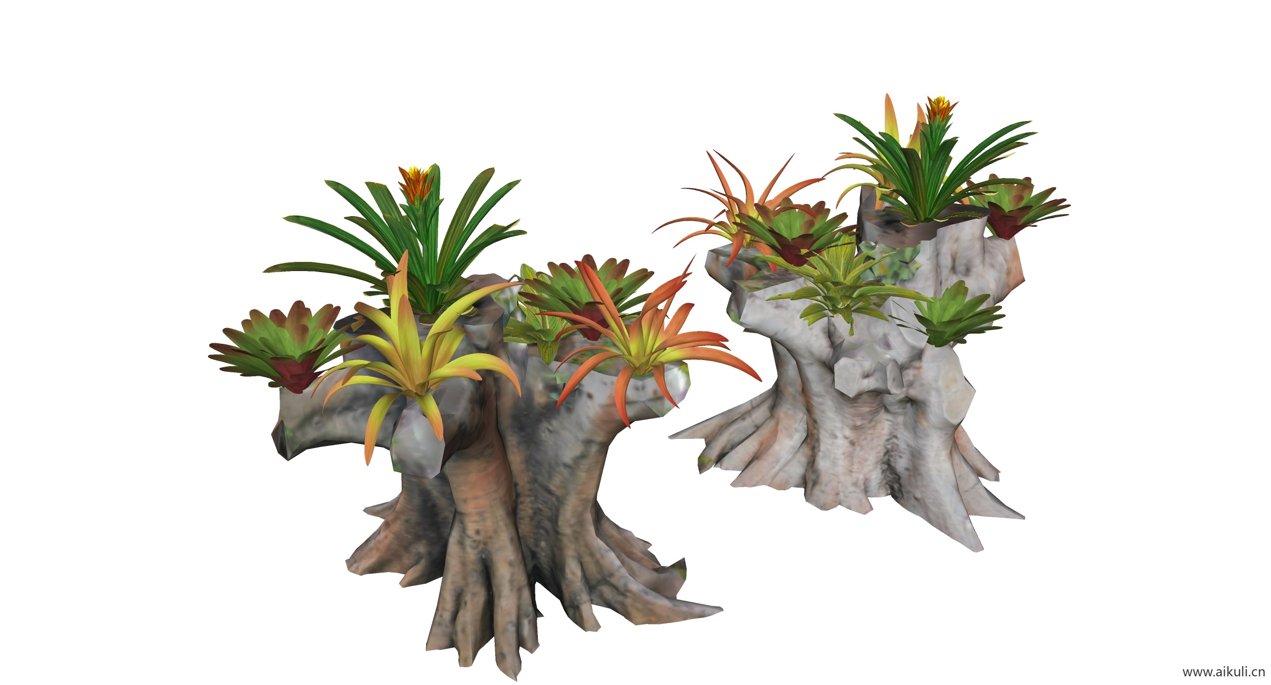 树桩植物