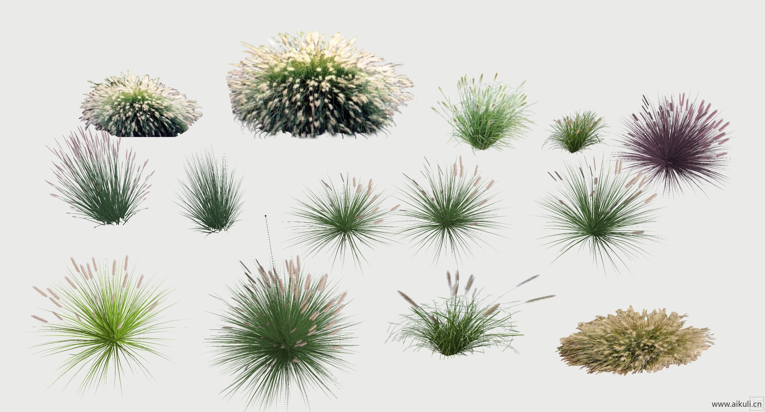 狼尾草（喷泉草