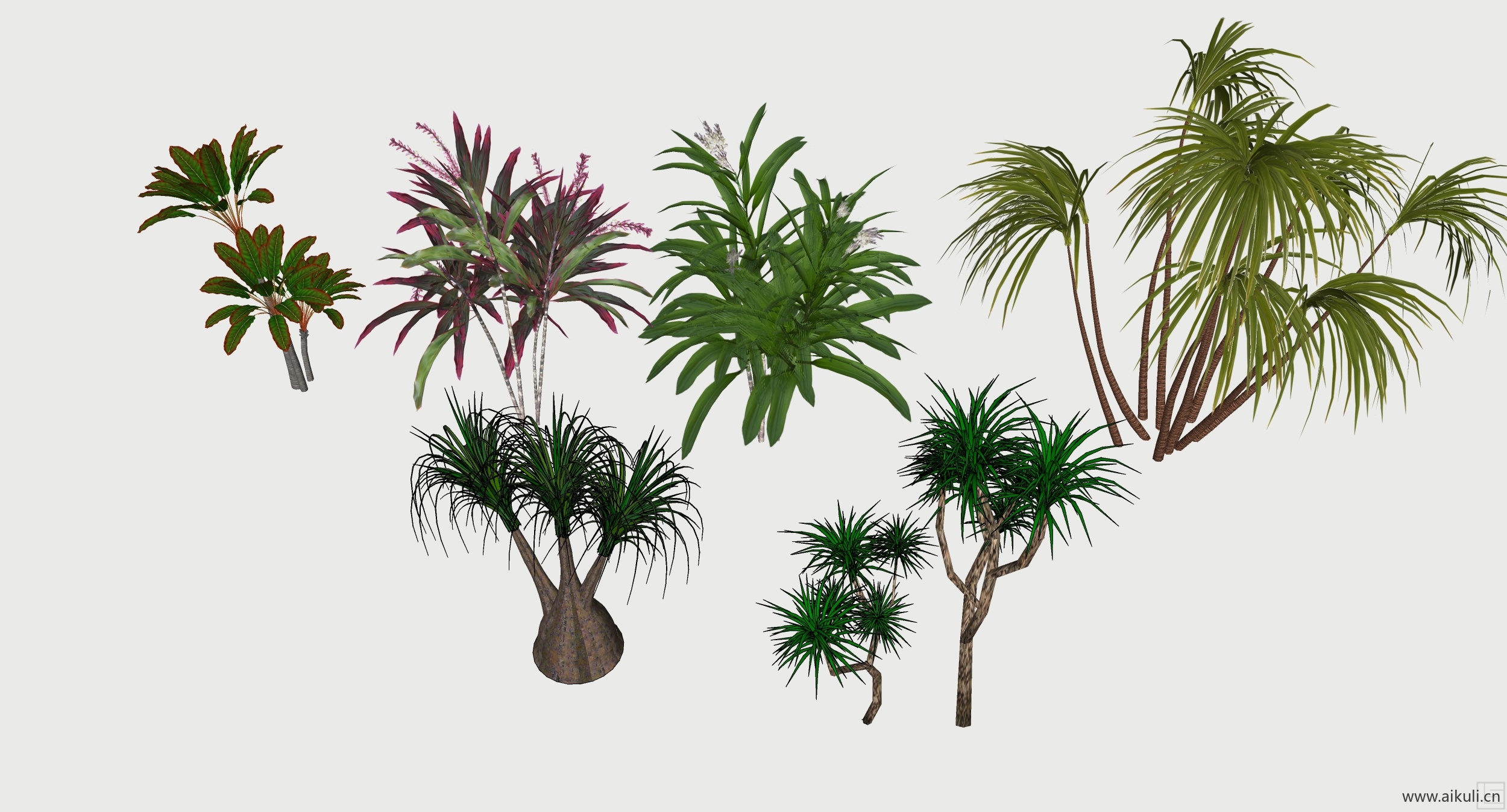 紫堇植物