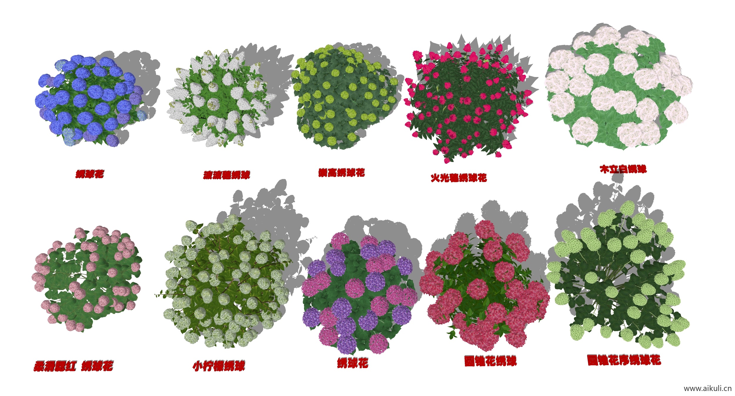 绣球花